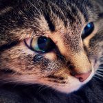 Can Cats Eat Broccoli? A Caring Pet Owner’s Guide to Feline Nutrition
